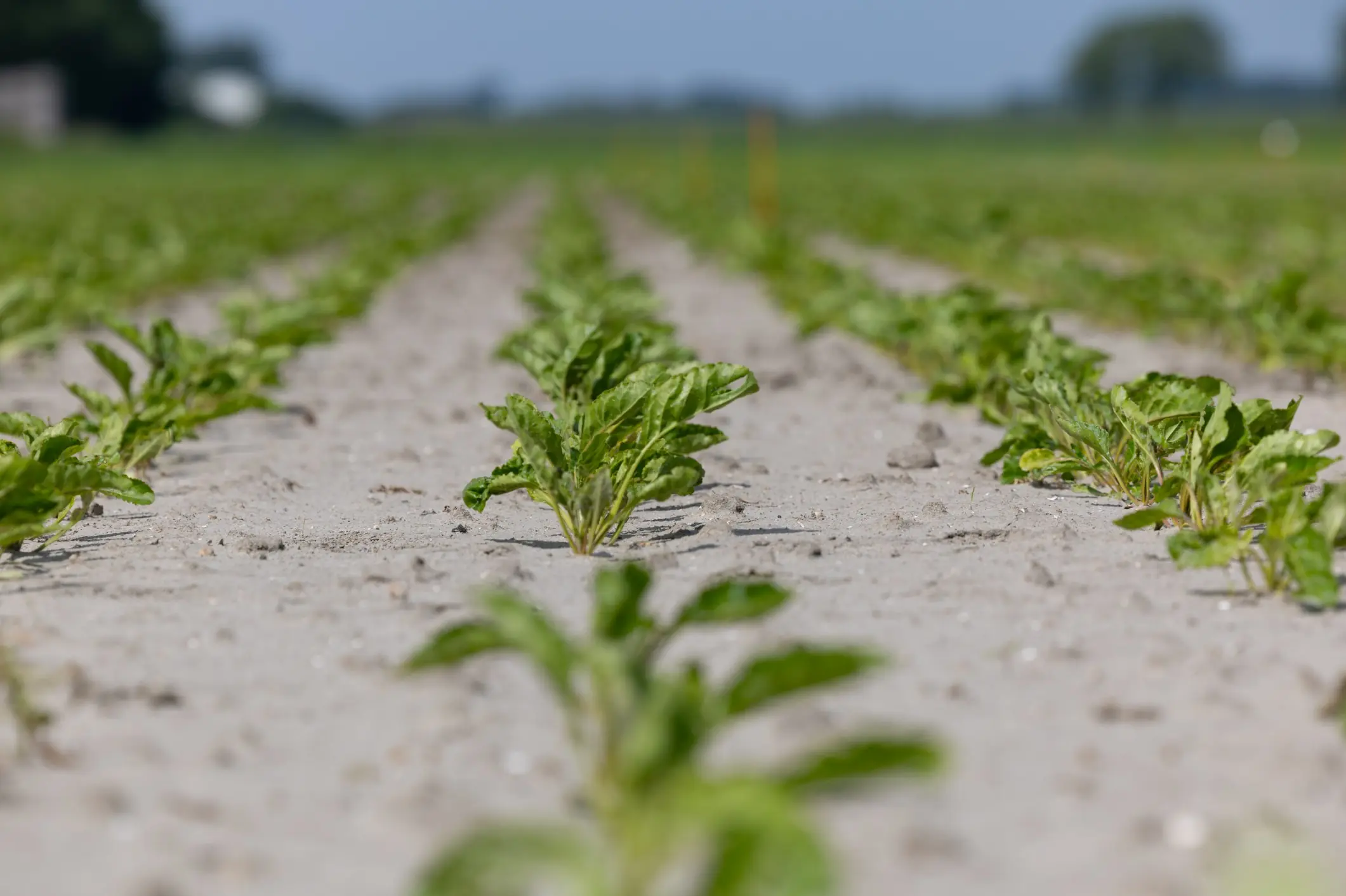 Topgewas, goed geworteld in duurzame gewasproductie | Agrio.nl