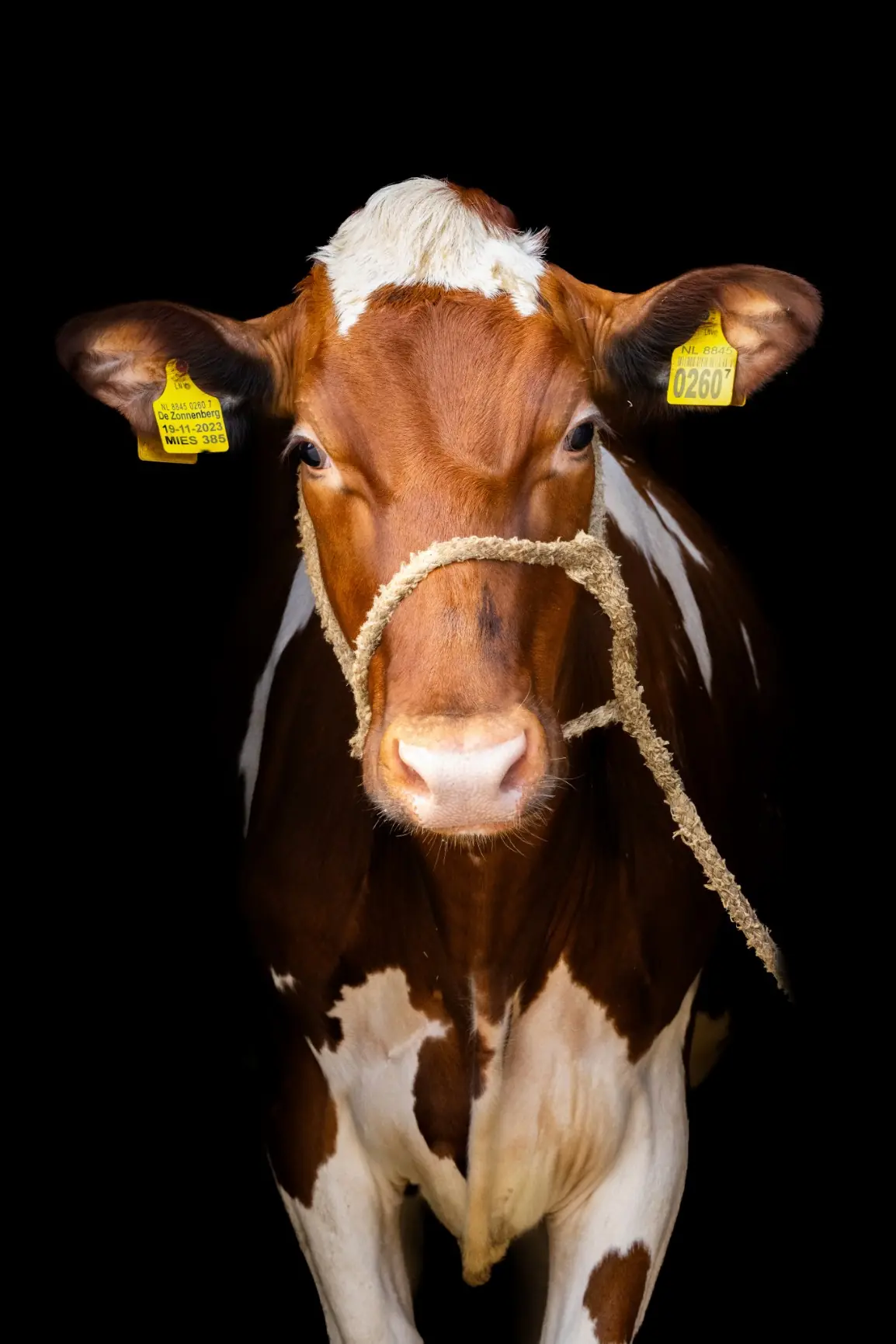 Fotografie Natasja Beverloo